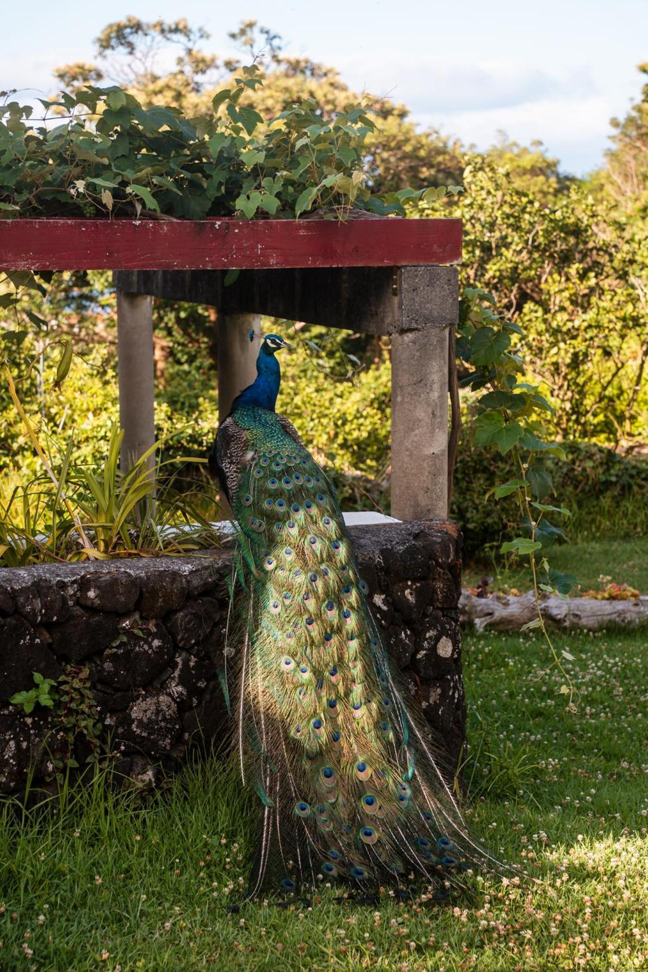 Quinta Das Almas Са́н-Ро́ке-ду-Пі́ку Екстер'єр фото